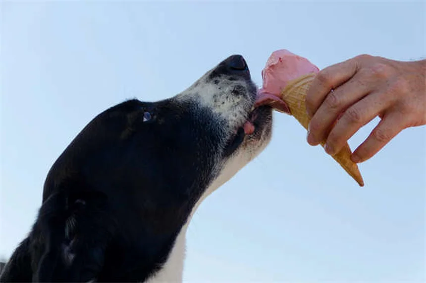 【完全ガイド】白い犬種17種の魅力と選び方|知っておきたい特徴
