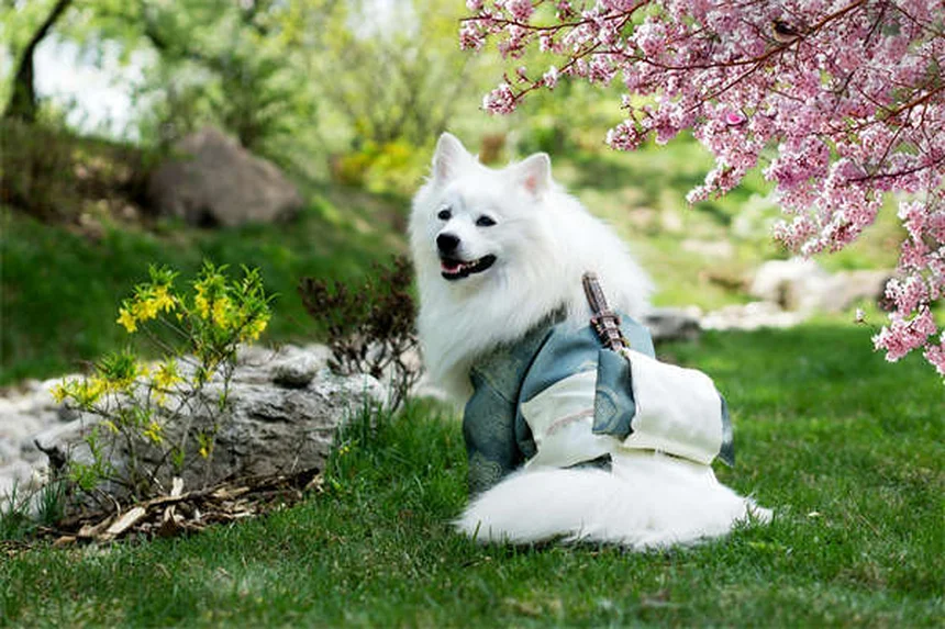 犬のおもちゃの選び方、もう失敗しない!コツをプロが伝授