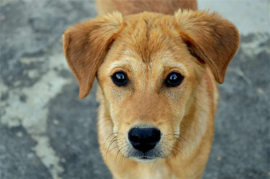 犬のうんち処理のウソとホント、正しい方法知ってる?