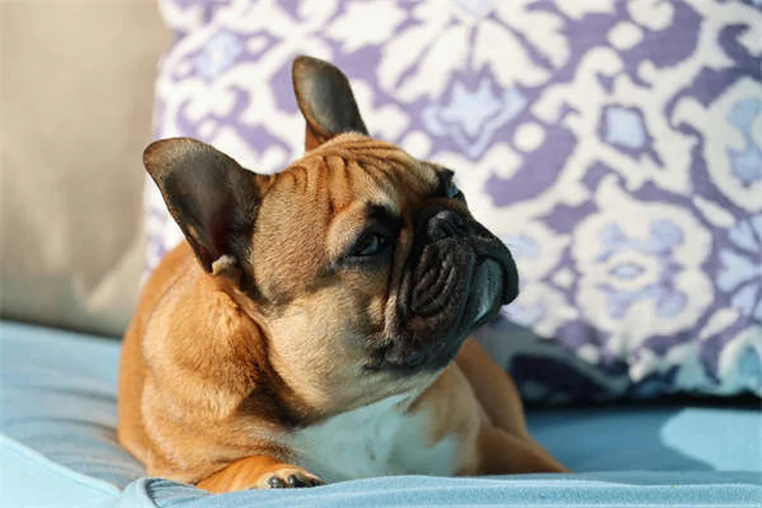 【衝撃】犬猫の93%が歯周病に!VOHC認証で安心ペット歯ケア