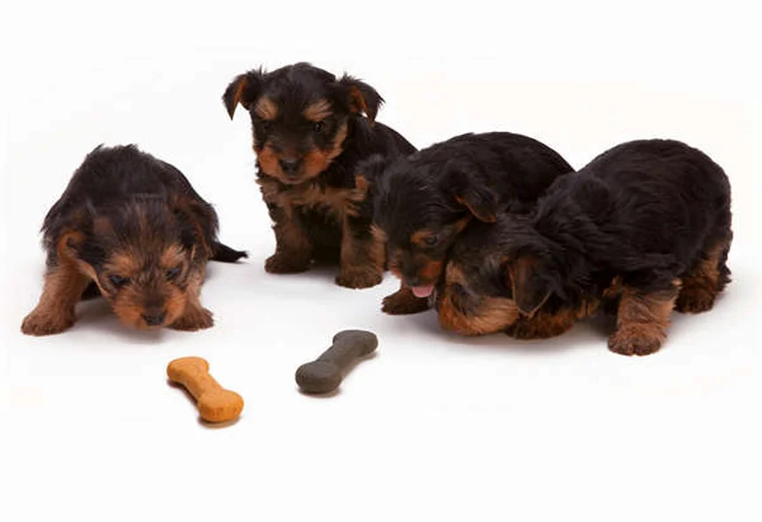 犬の口臭、実は病気のサイン?原因と対策まとめ