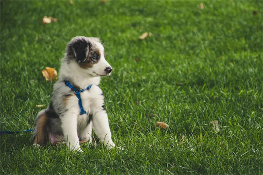愛犬が他の犬と遊ばない理由と解決法【獣医師監修】