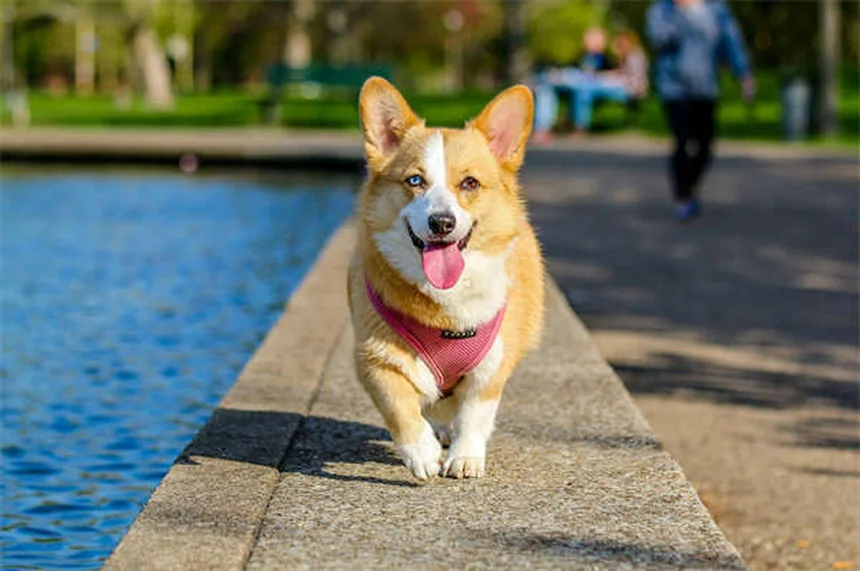 犬が外を怖がる原因と対策|恐怖を和らげる簡単トレーニング法
