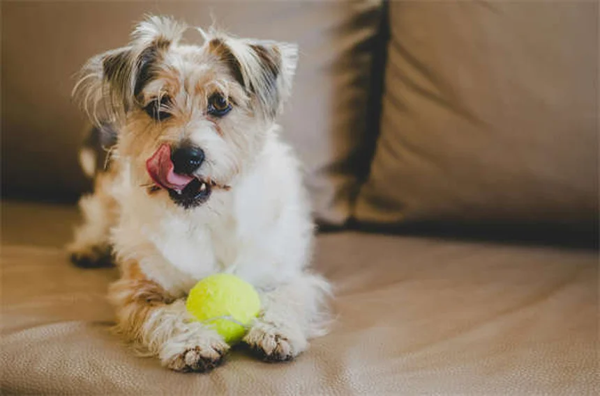 犬の分離不安にクロミカルムが効く理由と正しい使い方
