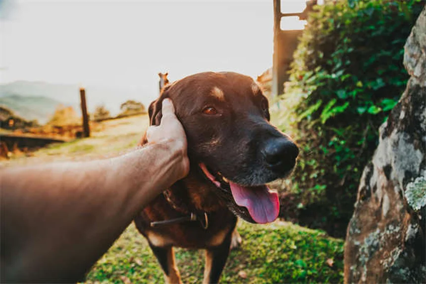 犬のエクストリームスポーツ8選!愛犬と挑む新しい冒険の世界