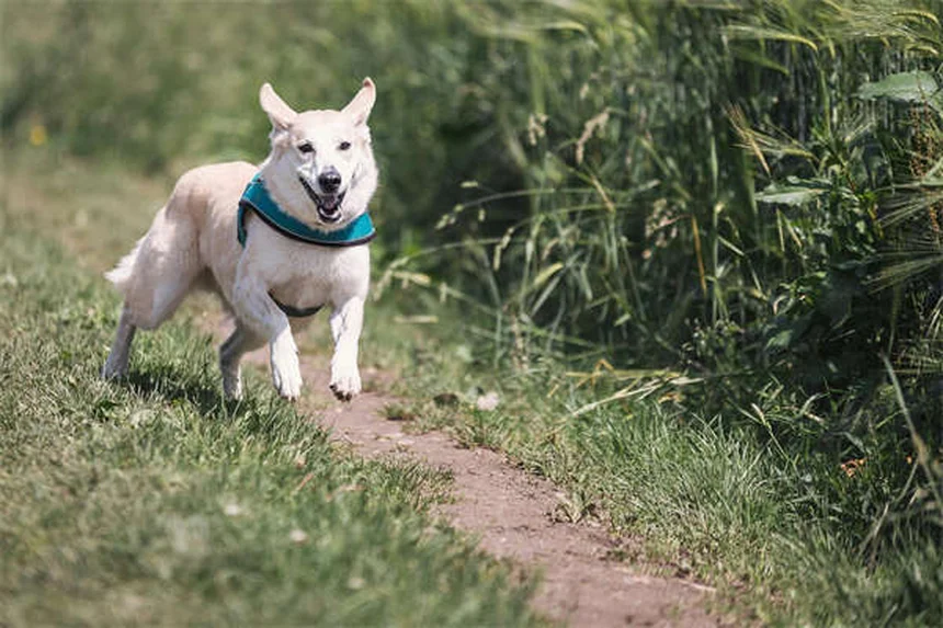 犬の手信号トレーニング実践法と効果