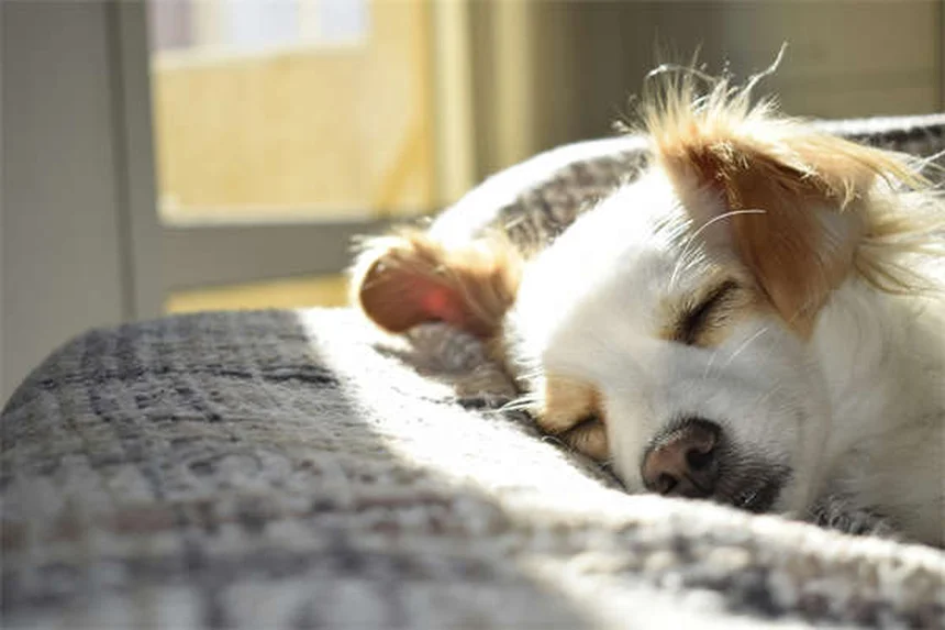 人見知り犬との暮らし方 実は怖がりじゃないかも