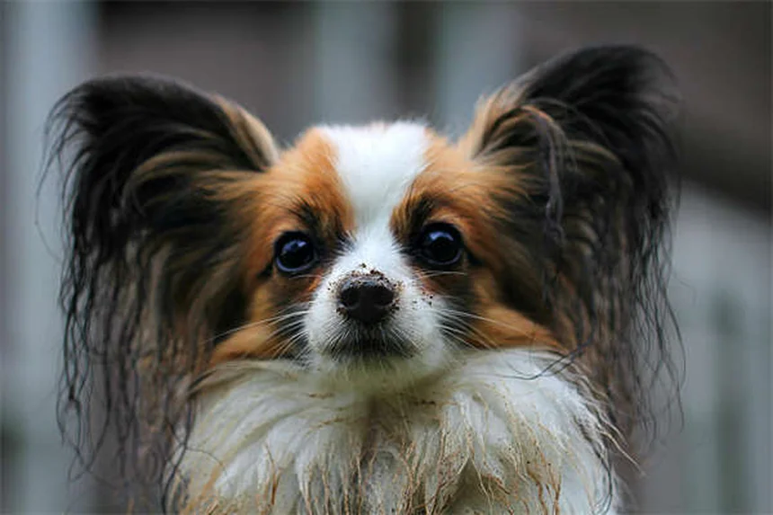 犬のダニ刺されの症状とは?見分け方5選と緊急対応
