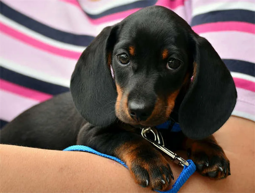 子犬のノミ対策:知っておくべき危険な理由と完全ガイド