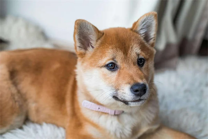 【獣医師監修】夏の犬の散歩は要注意!熱中症・肉球火傷を防ぐ8つのコツ