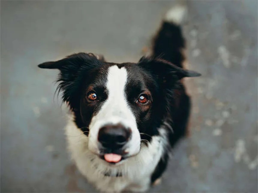 犬の副鼻腔炎の症状と原因を徹底解説!治療法と予防法も