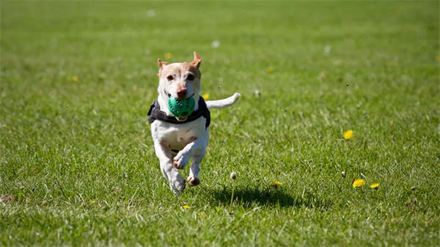 犬のマーキングを止める効果的な方法【メスもするって本当?】