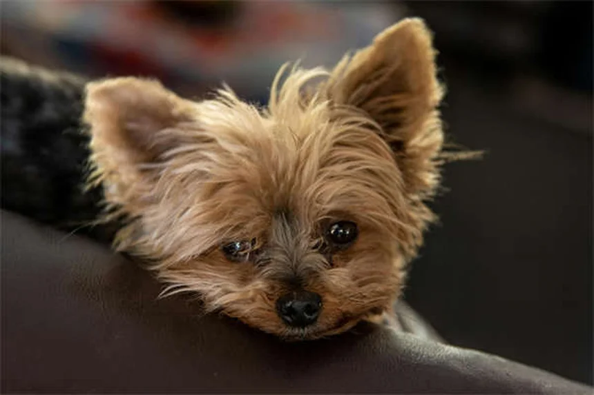 犬の色盲と色覚を完全解説!あなたの愛犬の見える世界と意外と知らない真実