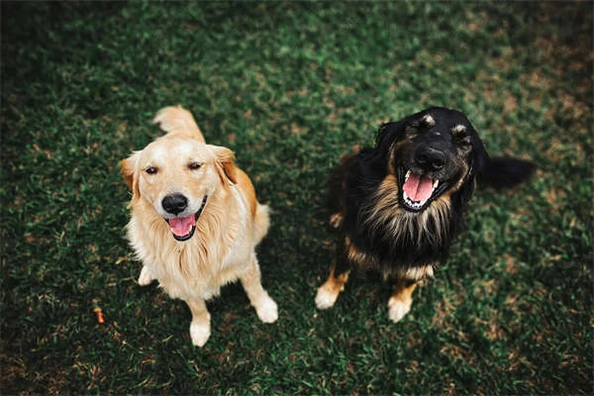 犬が寝てるときに吠える3つの理由とNG行為【獣医師監修】