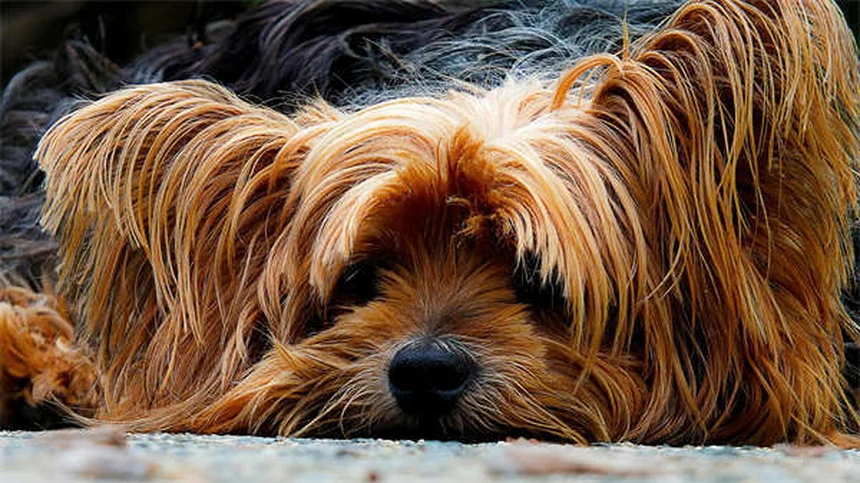 犬の胸水の症状と原因をきれいな日本語で完全解説